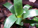 vriesea fenestralis